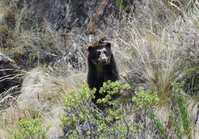 Inca Trail Group Service by Group 4D/3N