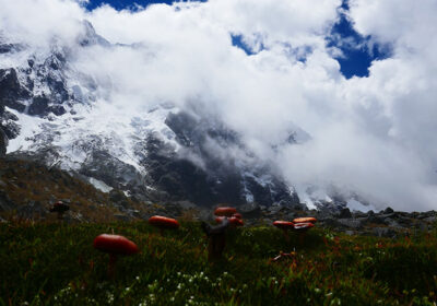 Salkantay-Santa Teresa 5D