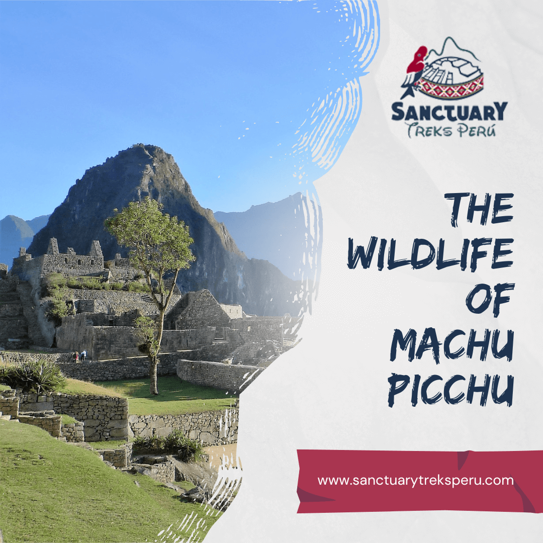 The Wildlife of Machu Picchu
